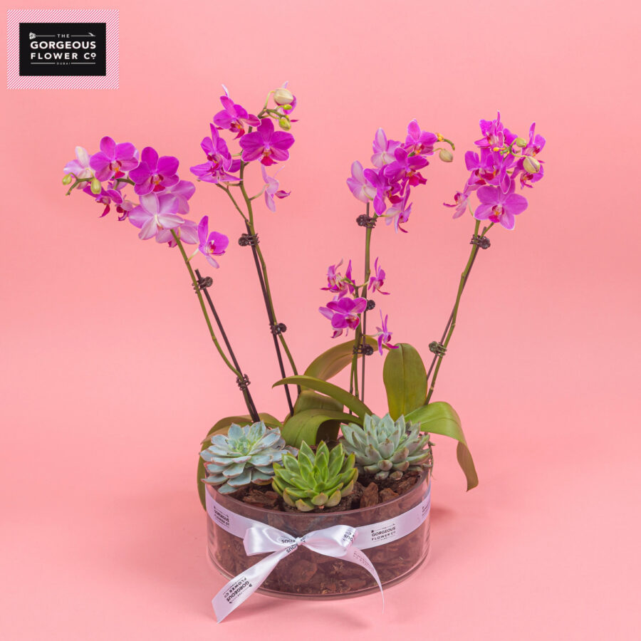 Mini Purple Phalaenopsis with Succulent