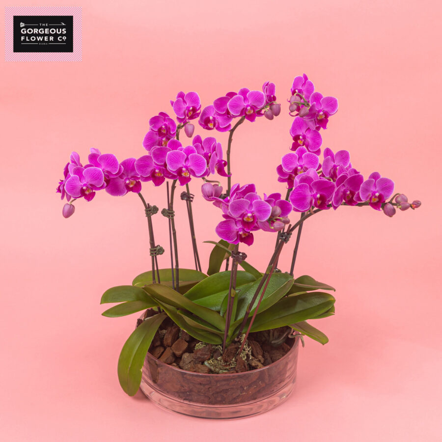 Mini Purple Phalaenopsis