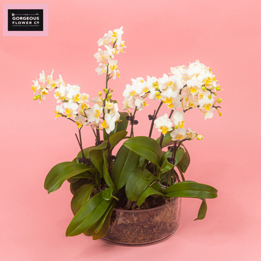 Mini White Phalaenopsis