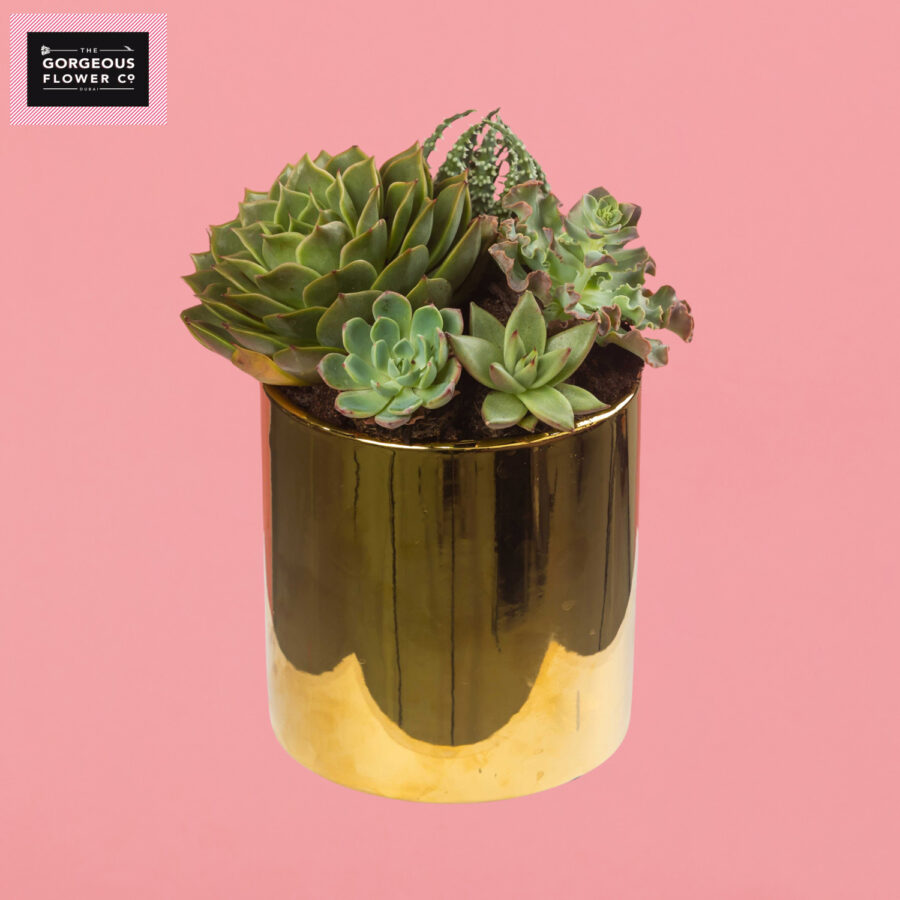 Mixed Succulents in a Gold pot