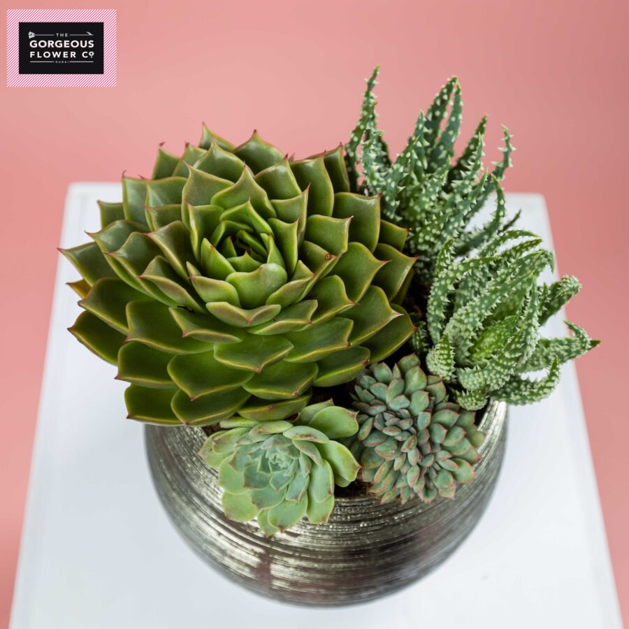 Mixed Succulents in a pot