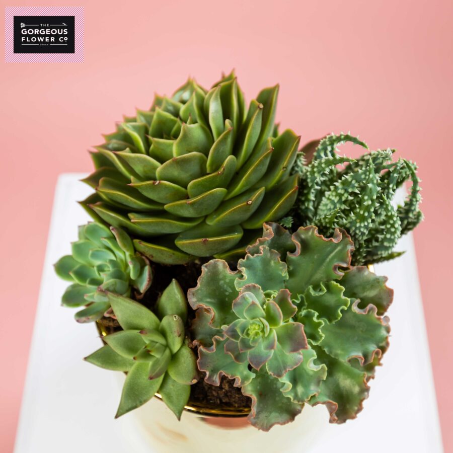 Mixed Succulents in a Gold pot