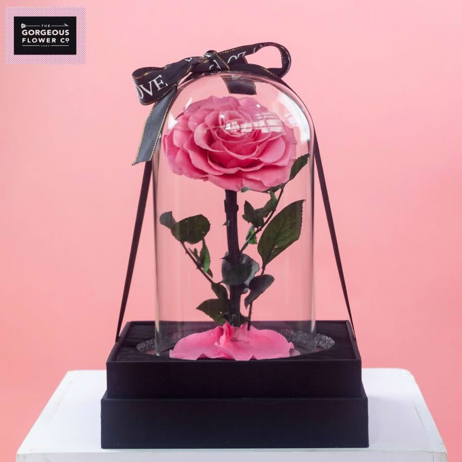 Pink Infinity Single Rose