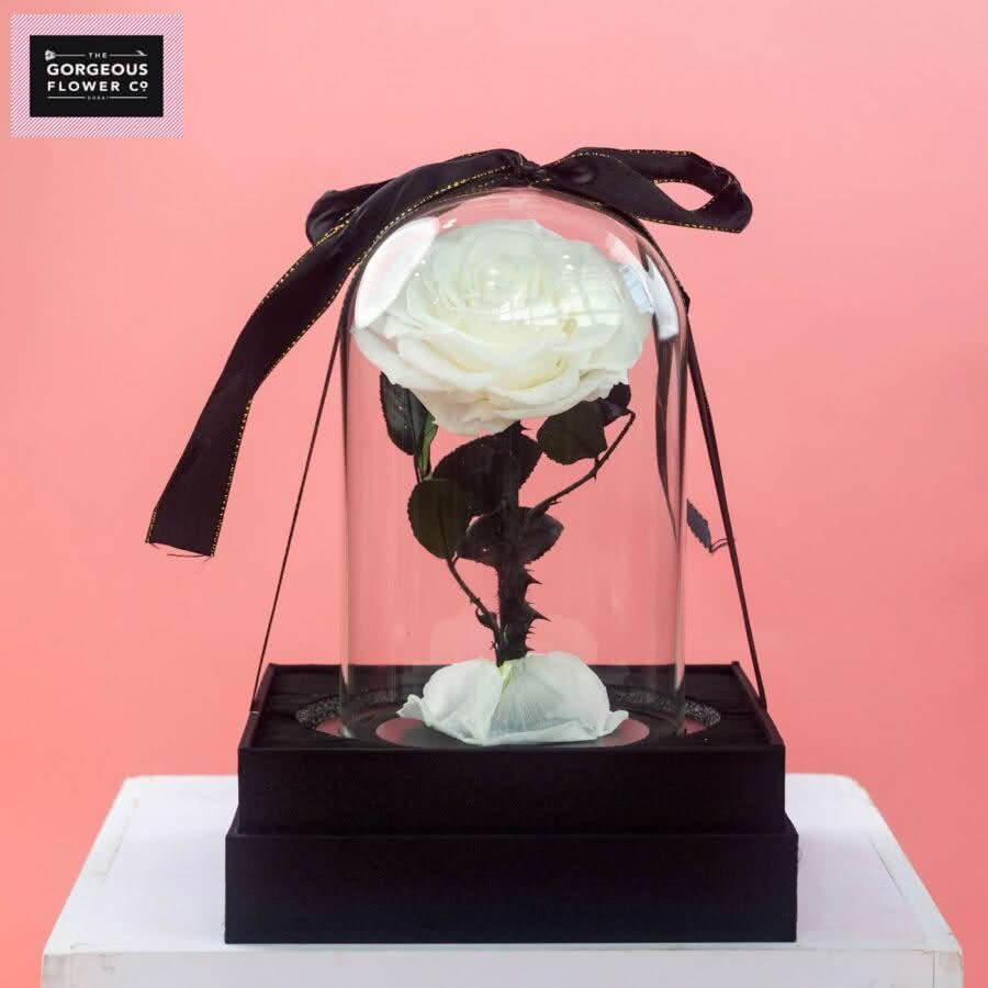 White Infinity Single Rose