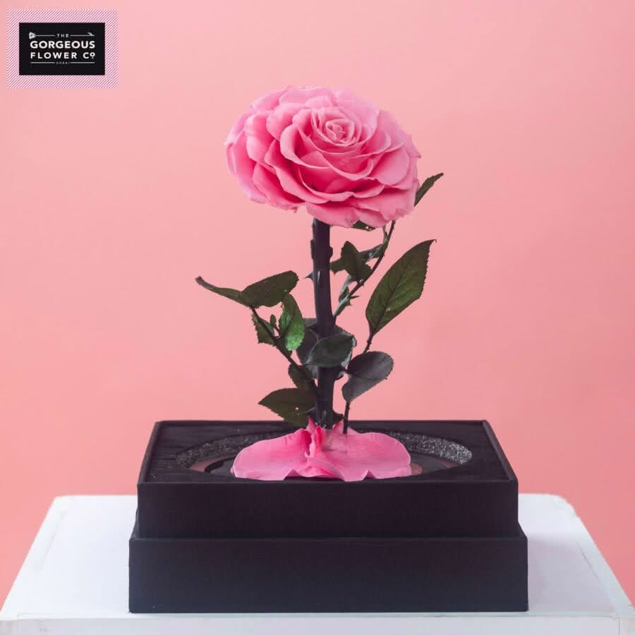 Pink Infinity Single Rose