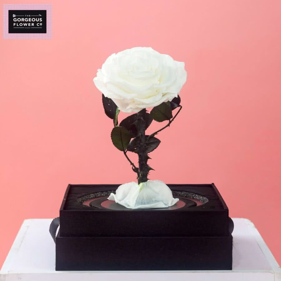 White Infinity Single Rose