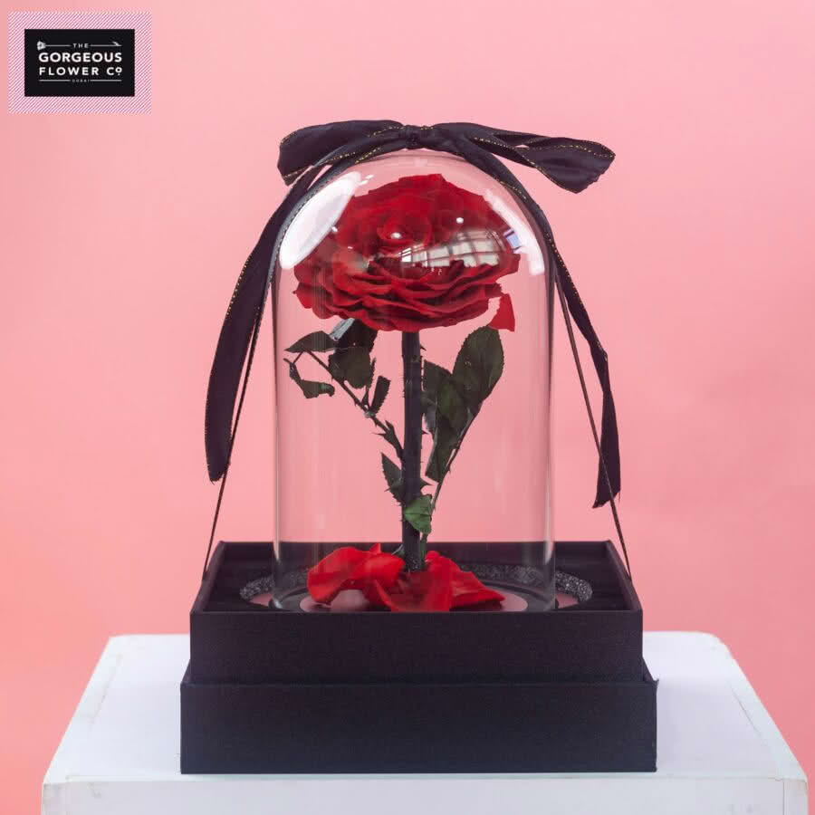 Red Infinity Single Rose