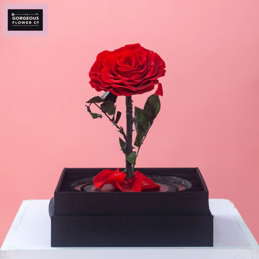 Red Infinity Single Rose