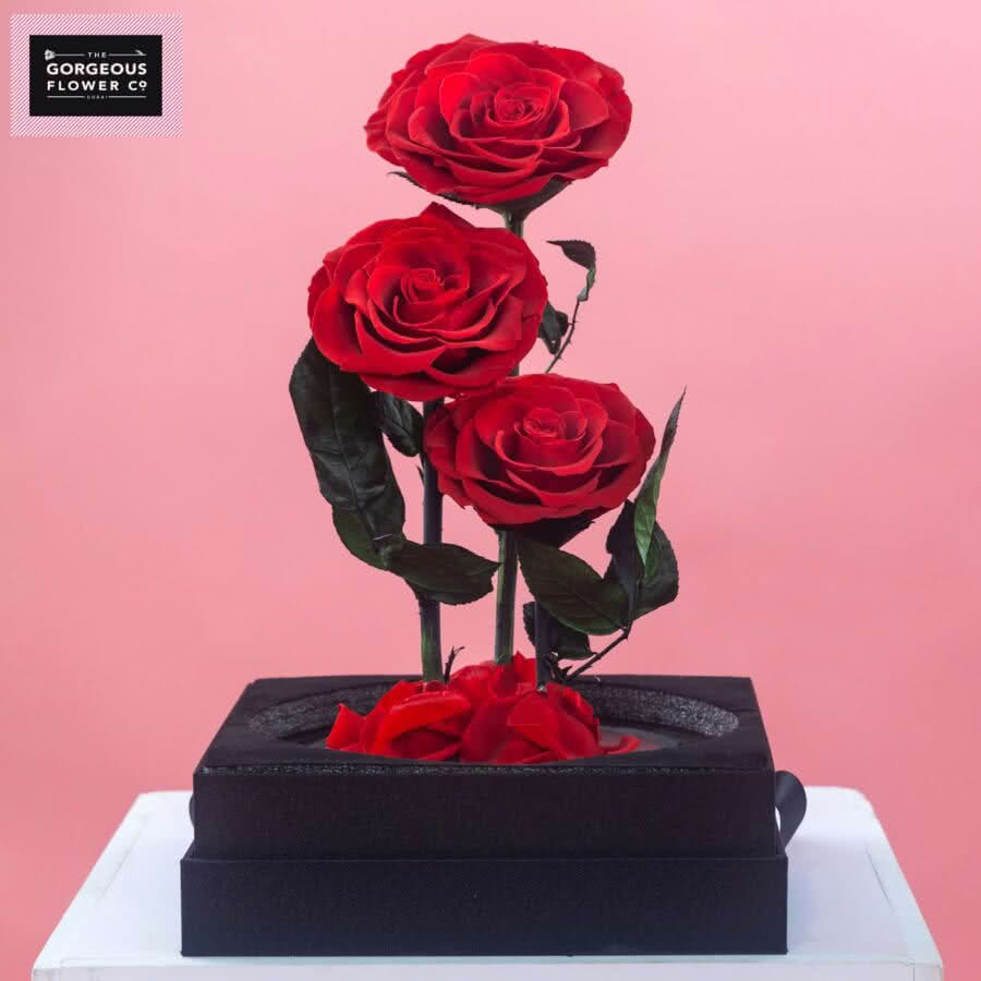 Red Infinity Rose Trio