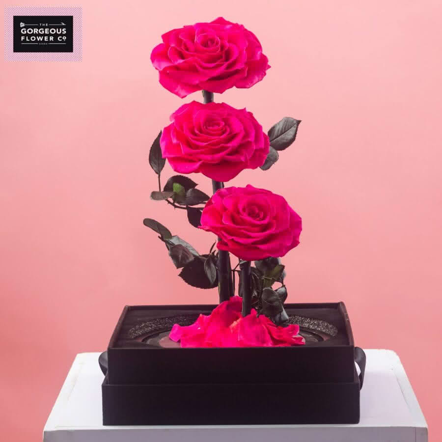 Pink Infinity Rose Trio