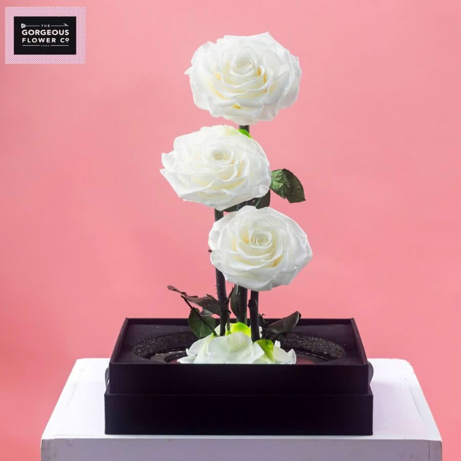 White Infinity Rose Trio