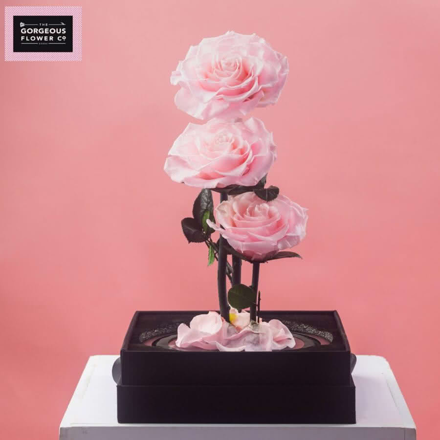 Baby Pink Infinity Rose Trio