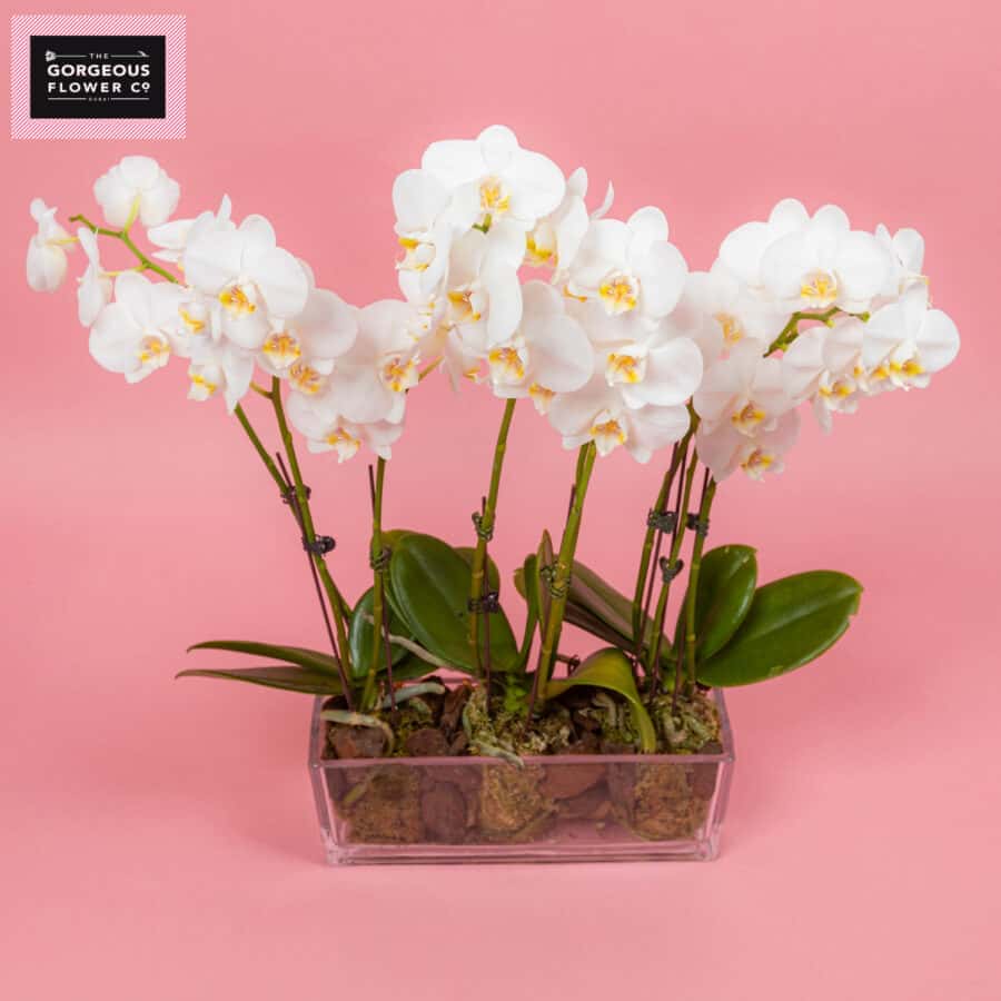 Bali Blush with Phalaenopsis
