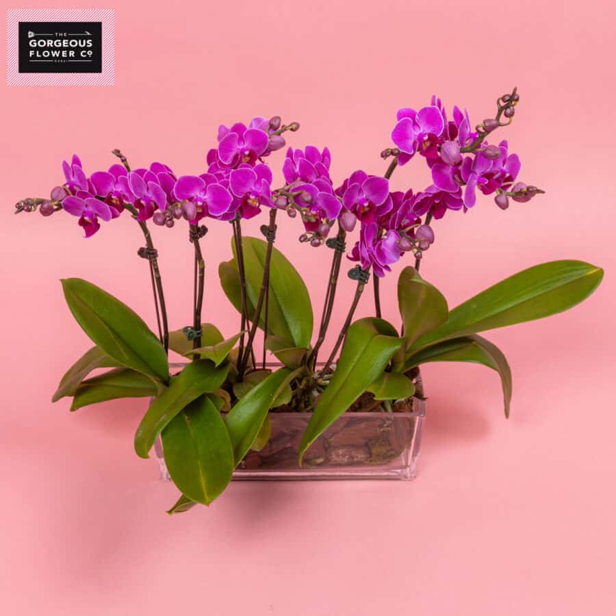 Amelia Earhart with Phalaenopsis