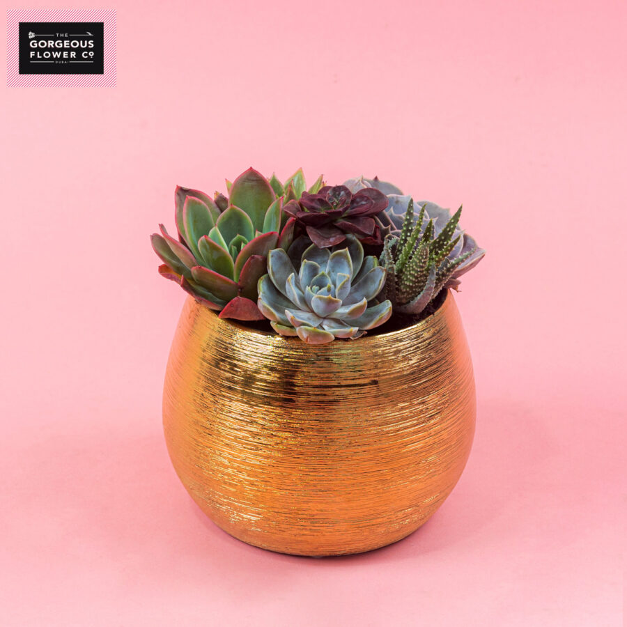 Mixed Succulents in Round Gold Ceramic pot