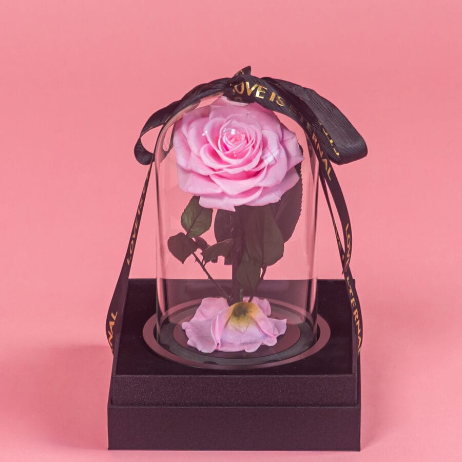 Baby Pink Infinity Single Rose