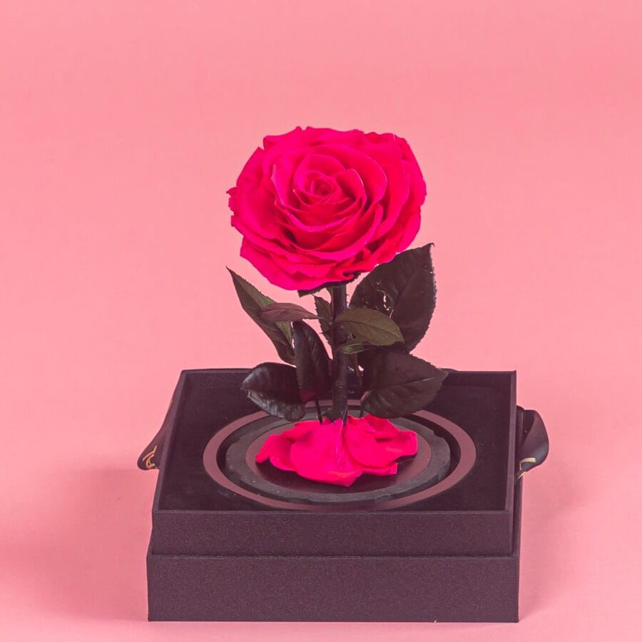 Dark Pink Infinity Single Rose